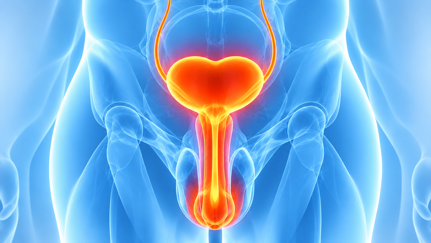 Medical illustration of the male urinary tract highlighting the bladder, urethra and urinary system for urethral stricture treatment